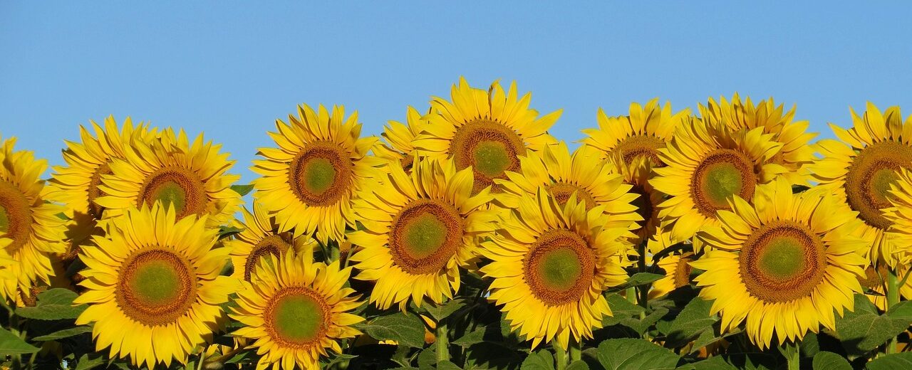 sunflowers, bright, sunny